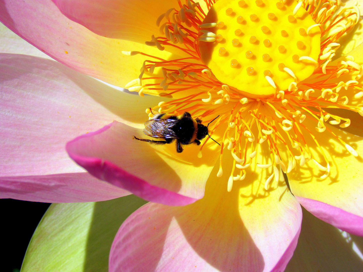 Fiore di Loto