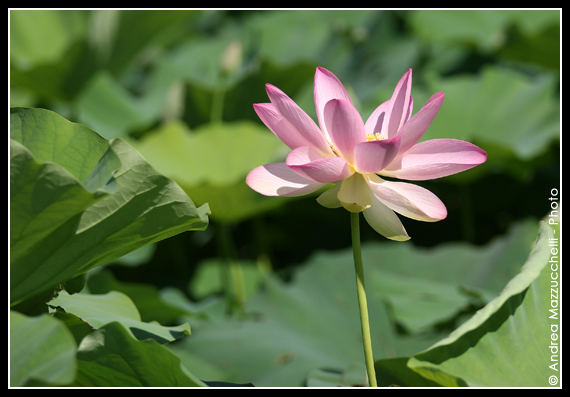 Fiore di Loto