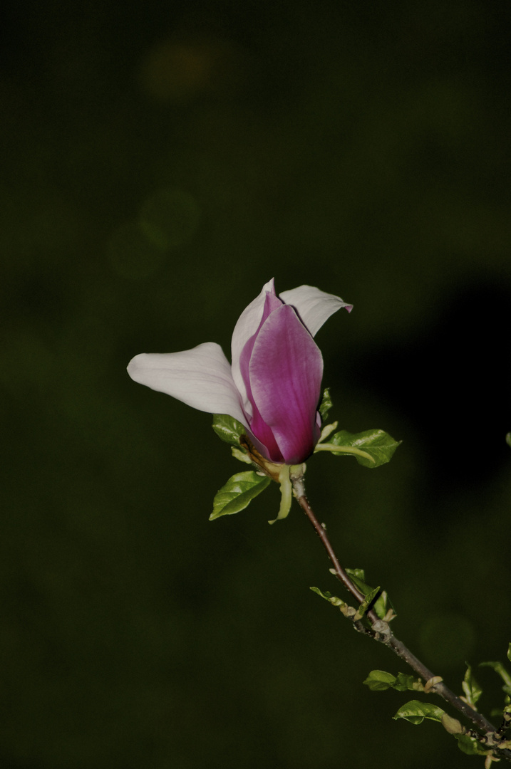 Fiore di Magnolia