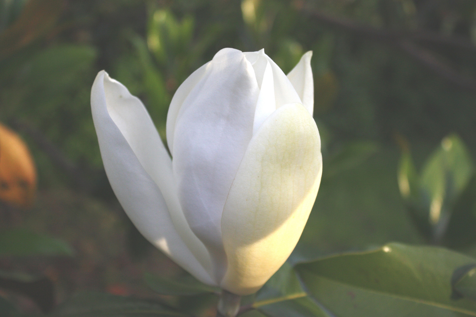 fiore di magnolia (dedicato a giovanni falcone e a tutte le vittime della mafia)