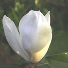 fiore di magnolia (dedicato a giovanni falcone e a tutte le vittime della mafia)