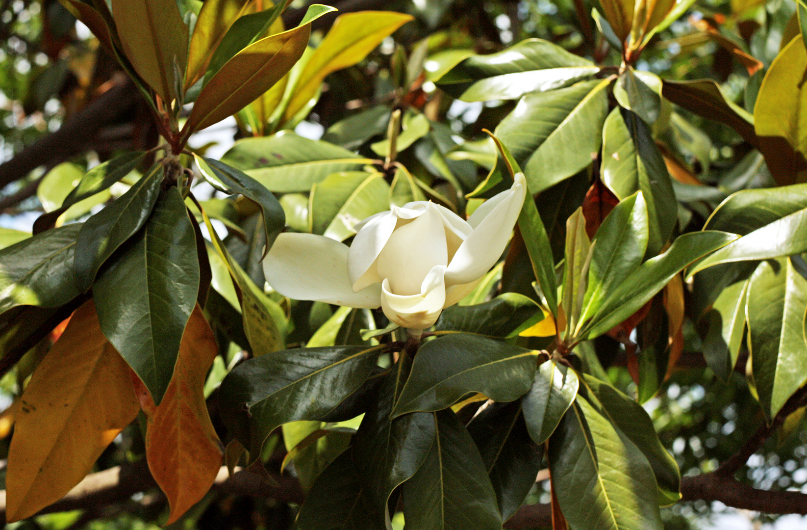 Fiore di magnolia. dopo vent'anni dalla strage di Capaci