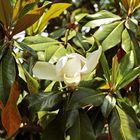 Fiore di magnolia. dopo vent'anni dalla strage di Capaci