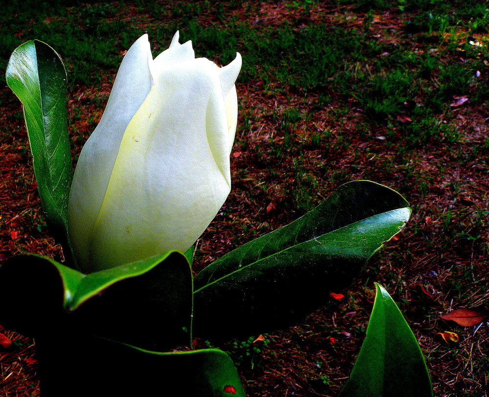 Fiore di magnolia