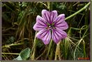 fiore di malva von Alberto Cherubini Magni 