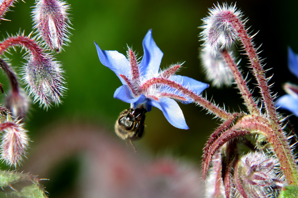 fiore di Malva