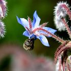 fiore di Malva