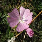 Fiori e alberi