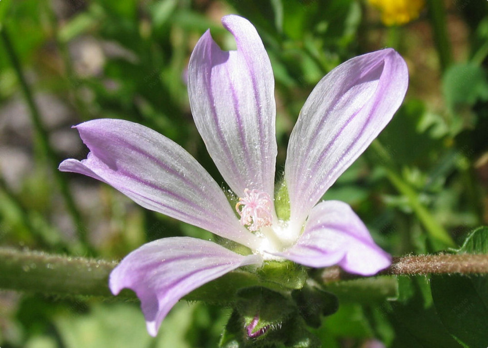 Fiore di Malva silvestre (Malva sylvestris)