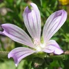 Fiore di Malva silvestre (Malva sylvestris)