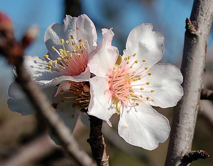 Fiore di mandorlo