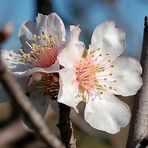 Fiore di mandorlo