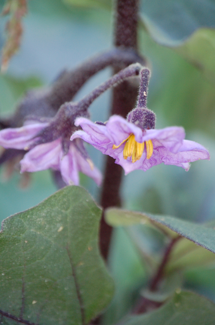 fiore di melanzana