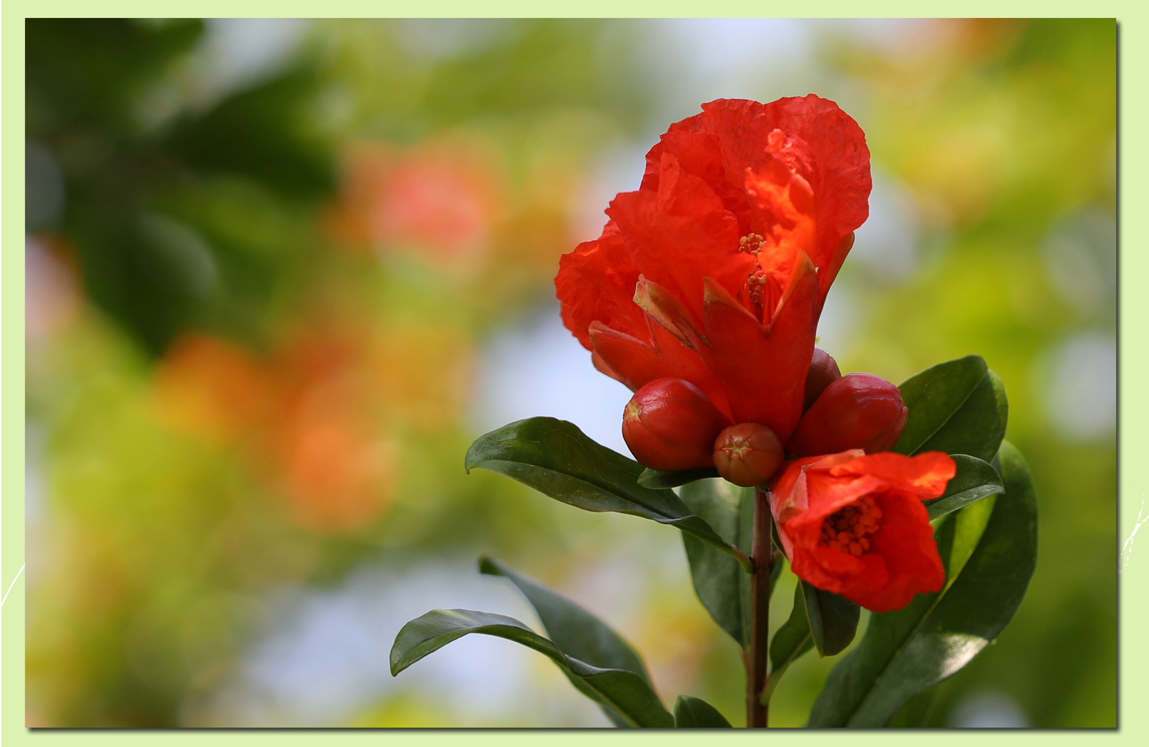 Fiore di Melograno