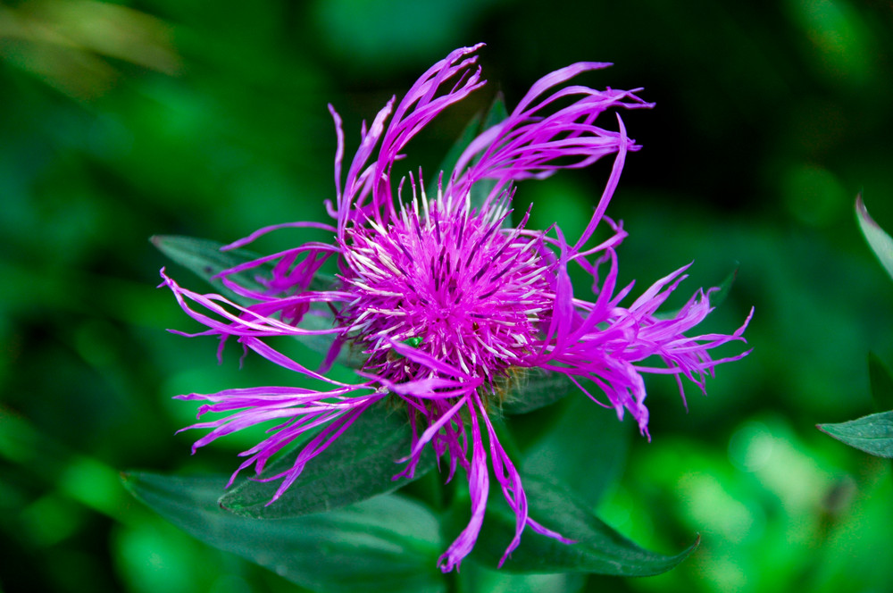 Fiore di montagna