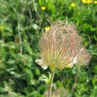 Fiore di montagna ( 3 )