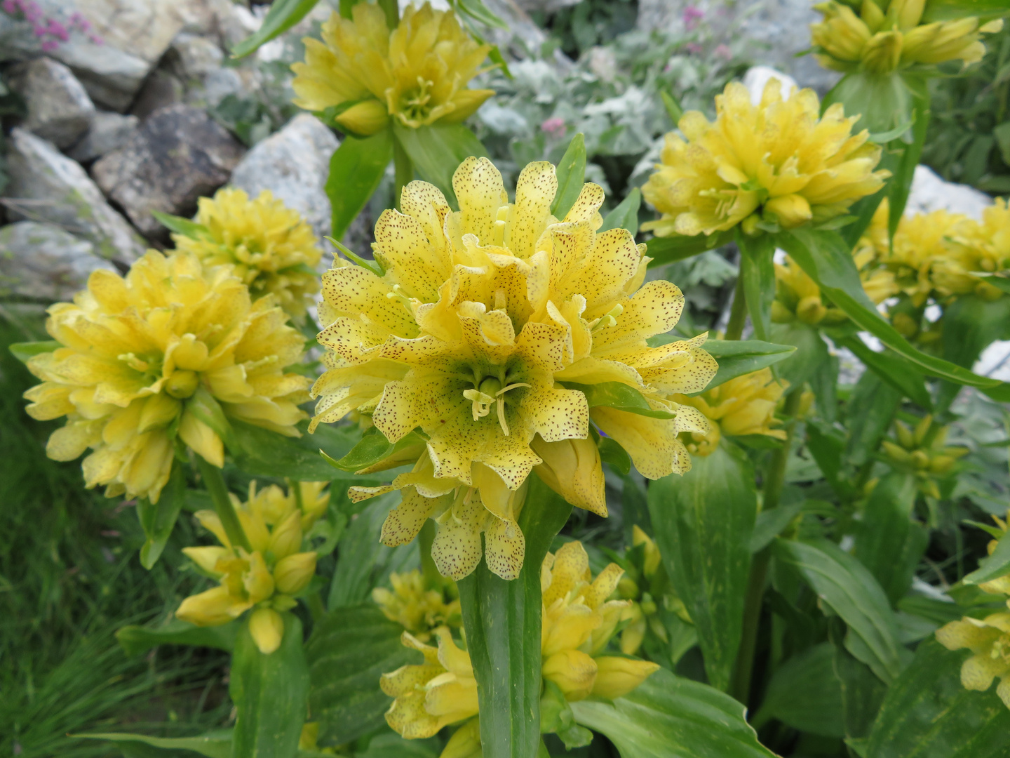 Fiore di montagna 4