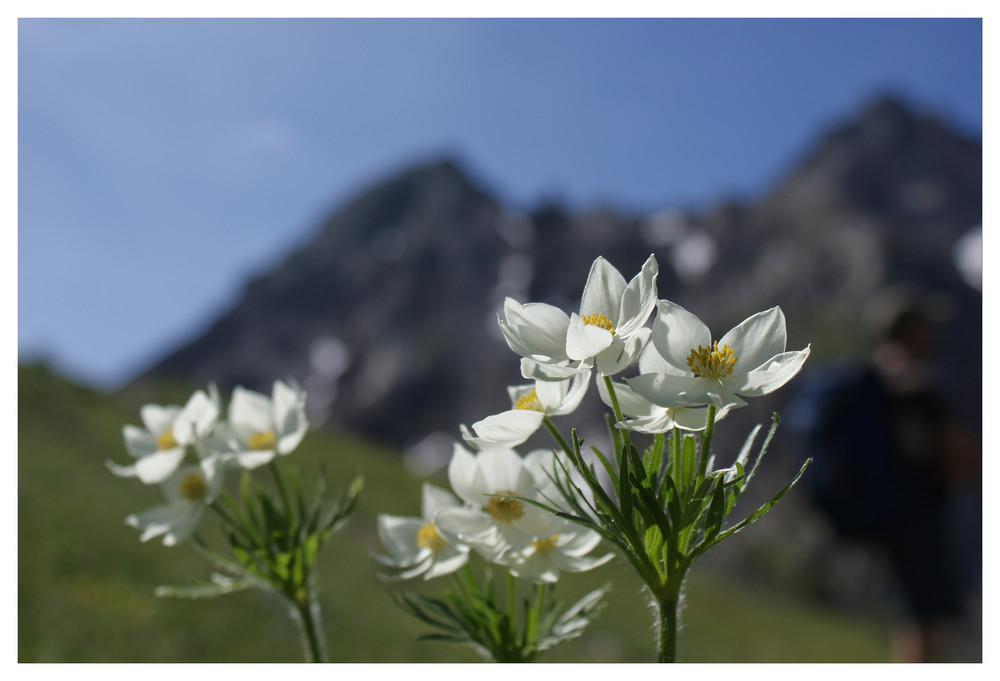 Fiore di montagna