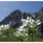 Fiore di montagna