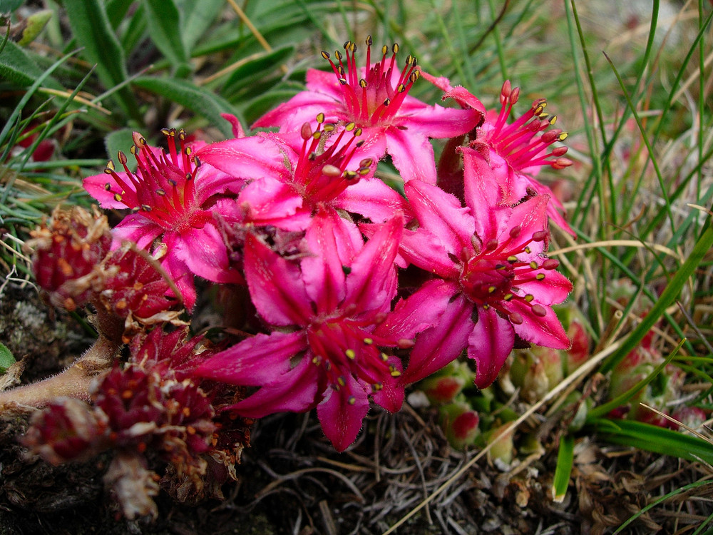 fiore di montagna