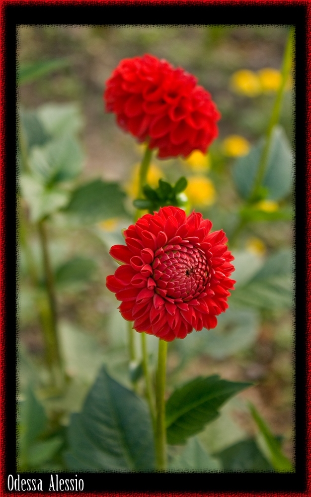 Fiore di montagna        Dalie