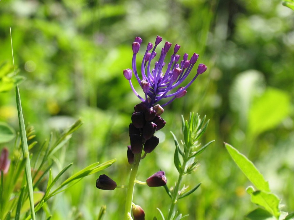 Fiore di Muscari comosum