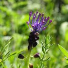 Fiore di Muscari comosum