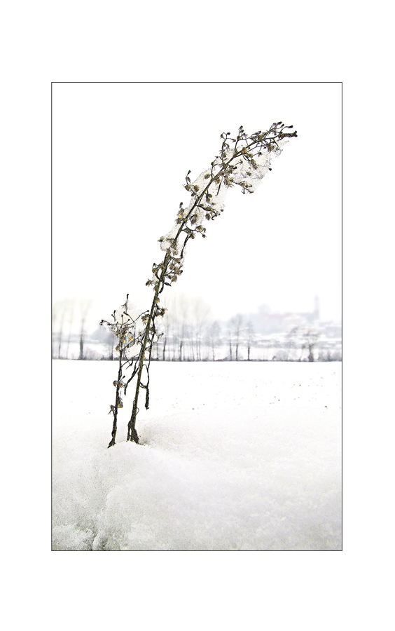 FIORE DI NEVE