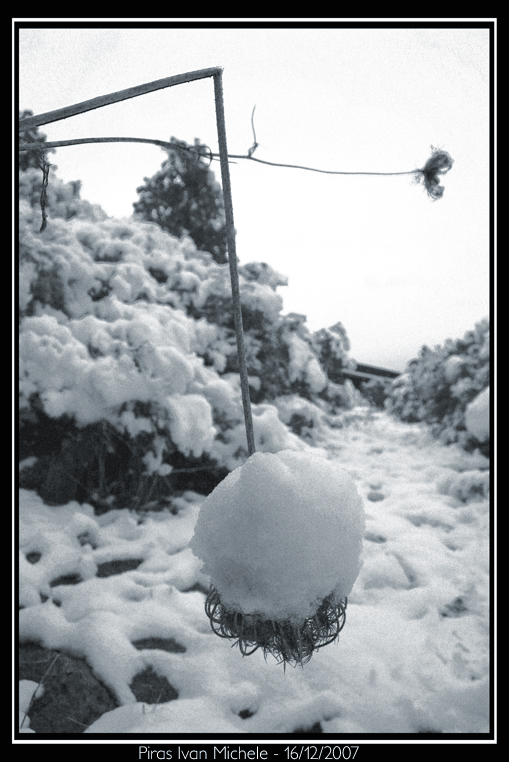 Fiore di neve