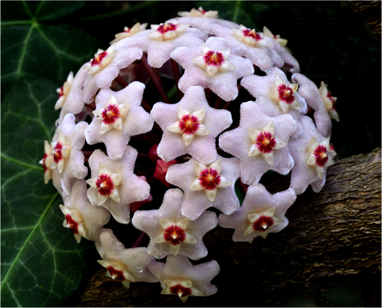 Fiore di Oia o pianta di cera.