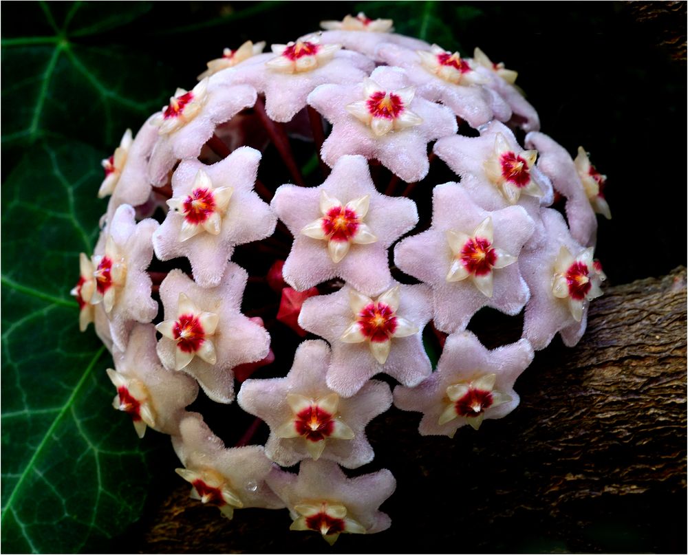 Fiore di Oia o pianta di cera. Foto Immagini macro, fiori, natura