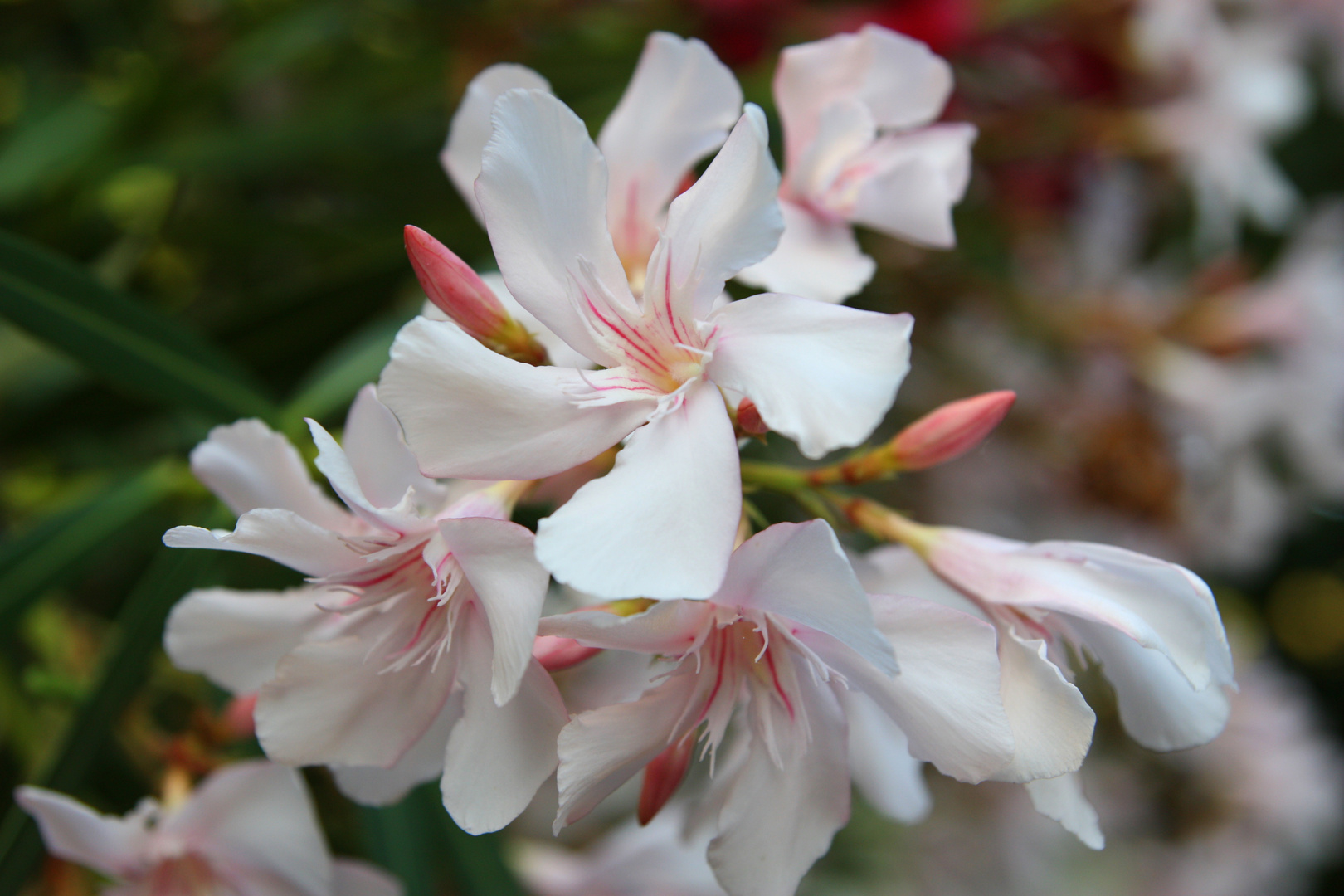 Fiore di oleandro