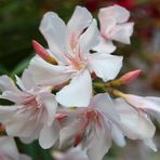 Fiore di oleandro
