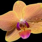Fiore di Orchidea