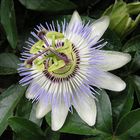 fiore di passiflora