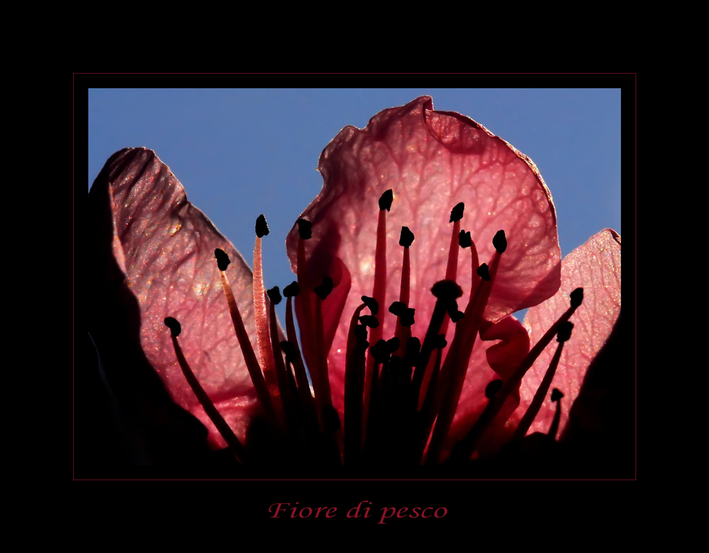 Fiore di pesco