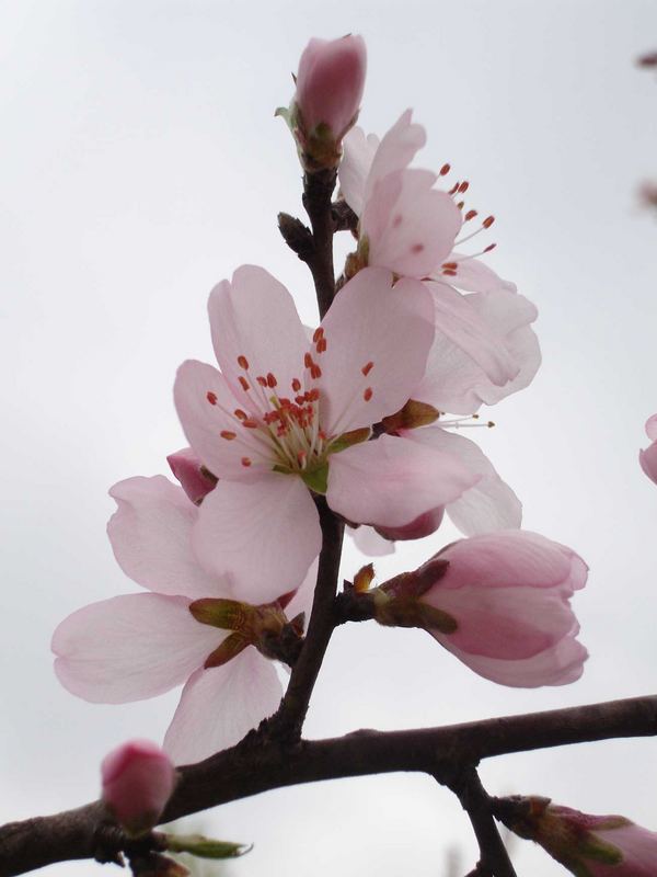 fiore di pesco