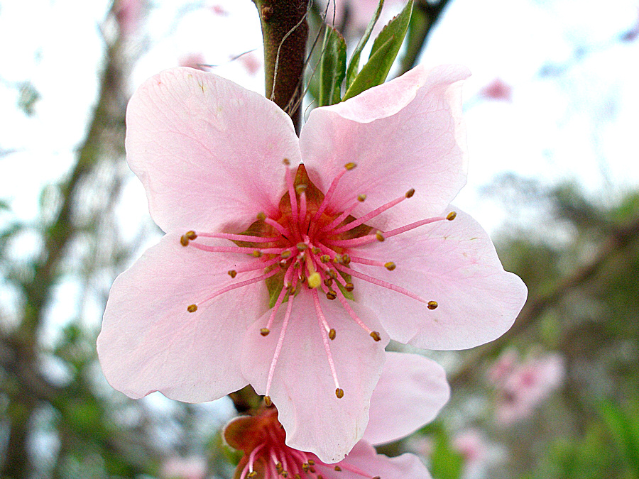 Fiore di pesco.