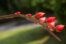 Fiore di pianta grassa von Alvaro Monnetti 