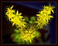 fiore di pianta grassa von Alberto Cherubini Magni