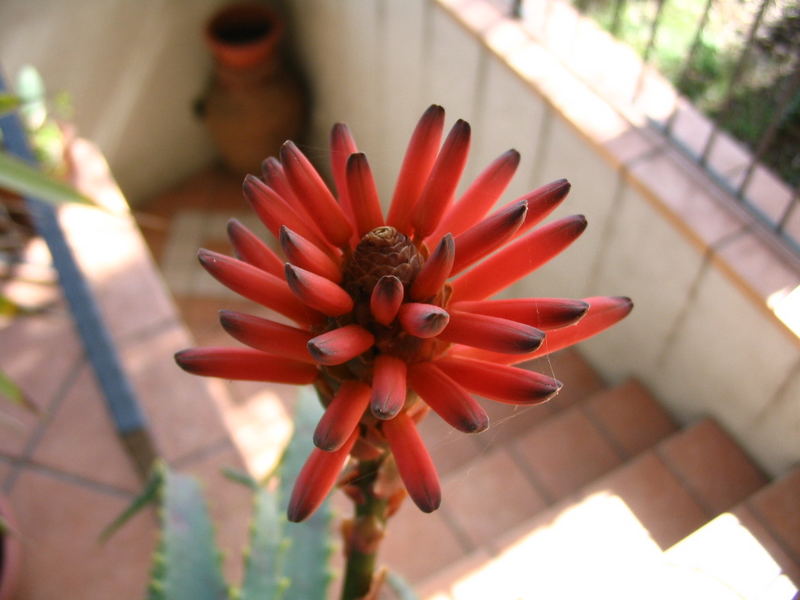 FIORE DI PIANTA GRASSA