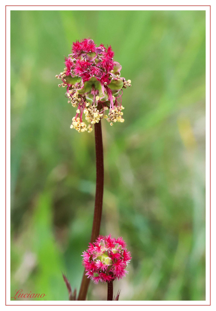 fiore di pimpinella