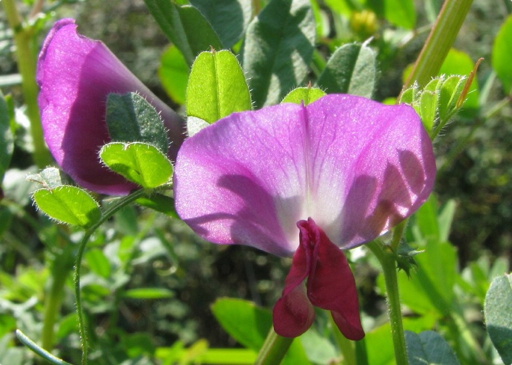 Fiore di pisello selvatico (Pisum sativum).