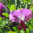 Fiore di pisello selvatico (Pisum sativum).