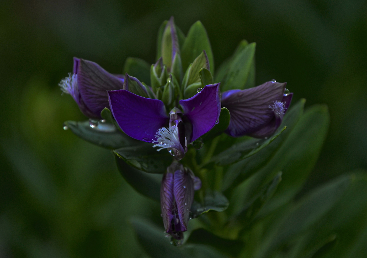 Fiore di Polygala Myrtifolia