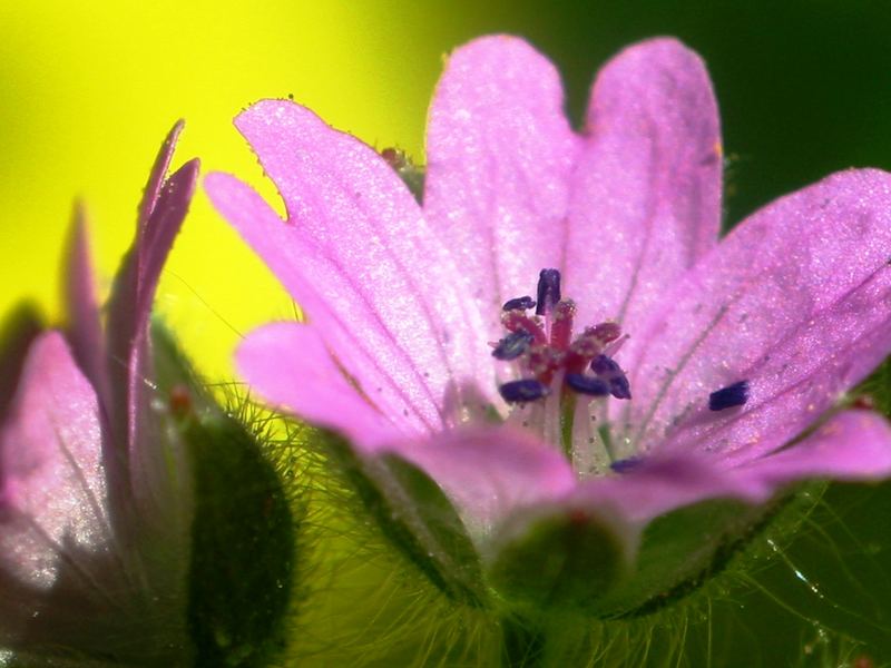 fiore di prato