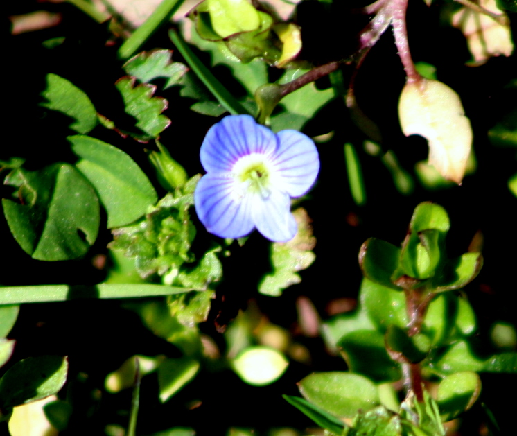 fiore di prato.