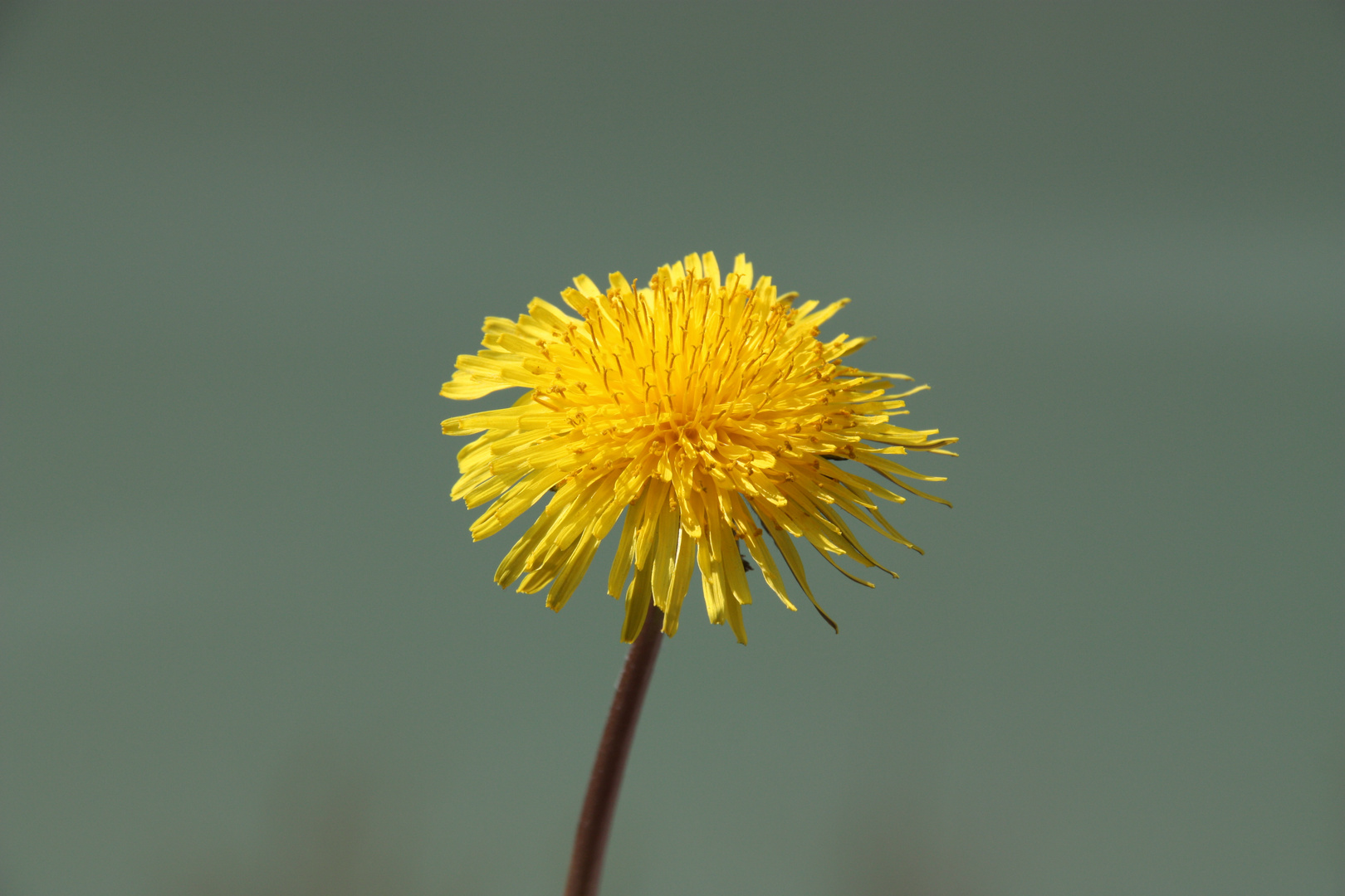 Fiore di primavera