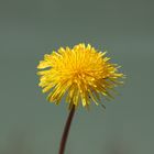 Fiore di primavera