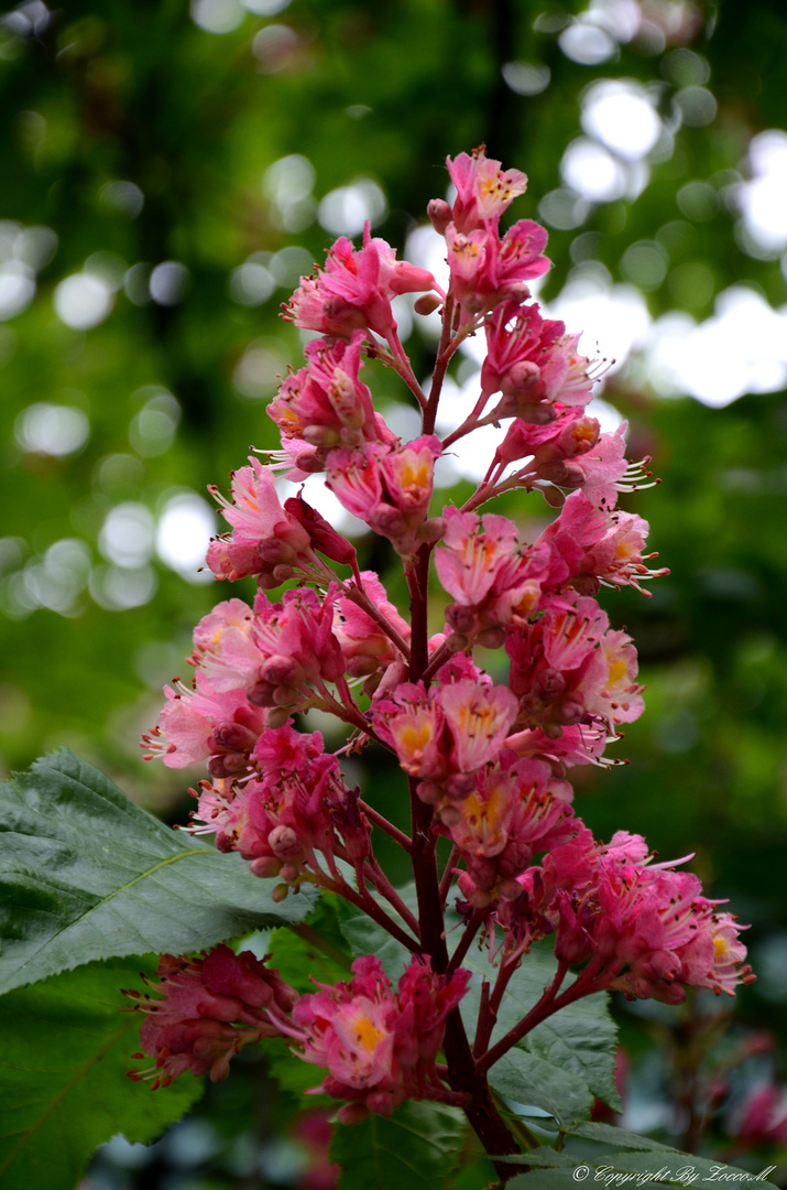 Fiore di primavera...